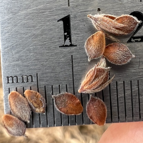 Lespedeza angustifolia — fruit photograph