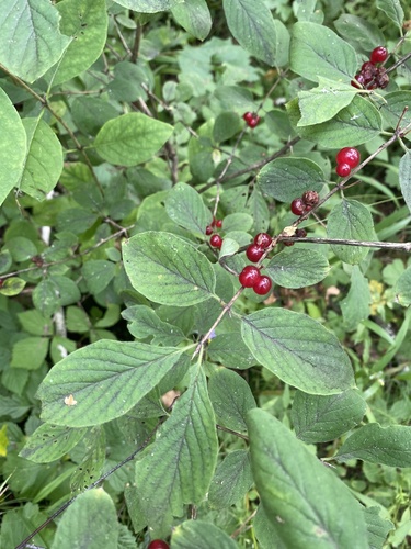 Lonicera xylosteum — fruit photograph