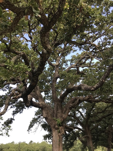 Quercus stellata — whole photograph