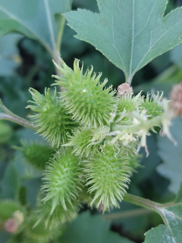 Xanthium strumarium — fruit photograph
