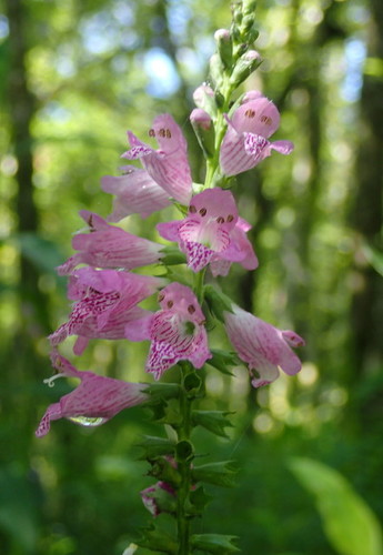 Physostegia leptophylla — whole photograph