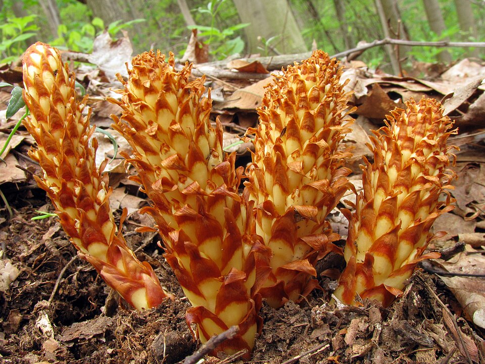 Conopholis americana — whole photograph