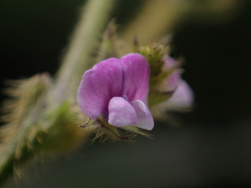 Glycine max — flower photograph