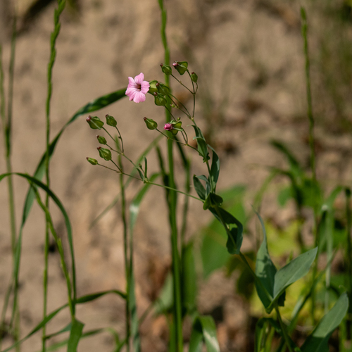 Gypsophila vaccaria — flower photograph