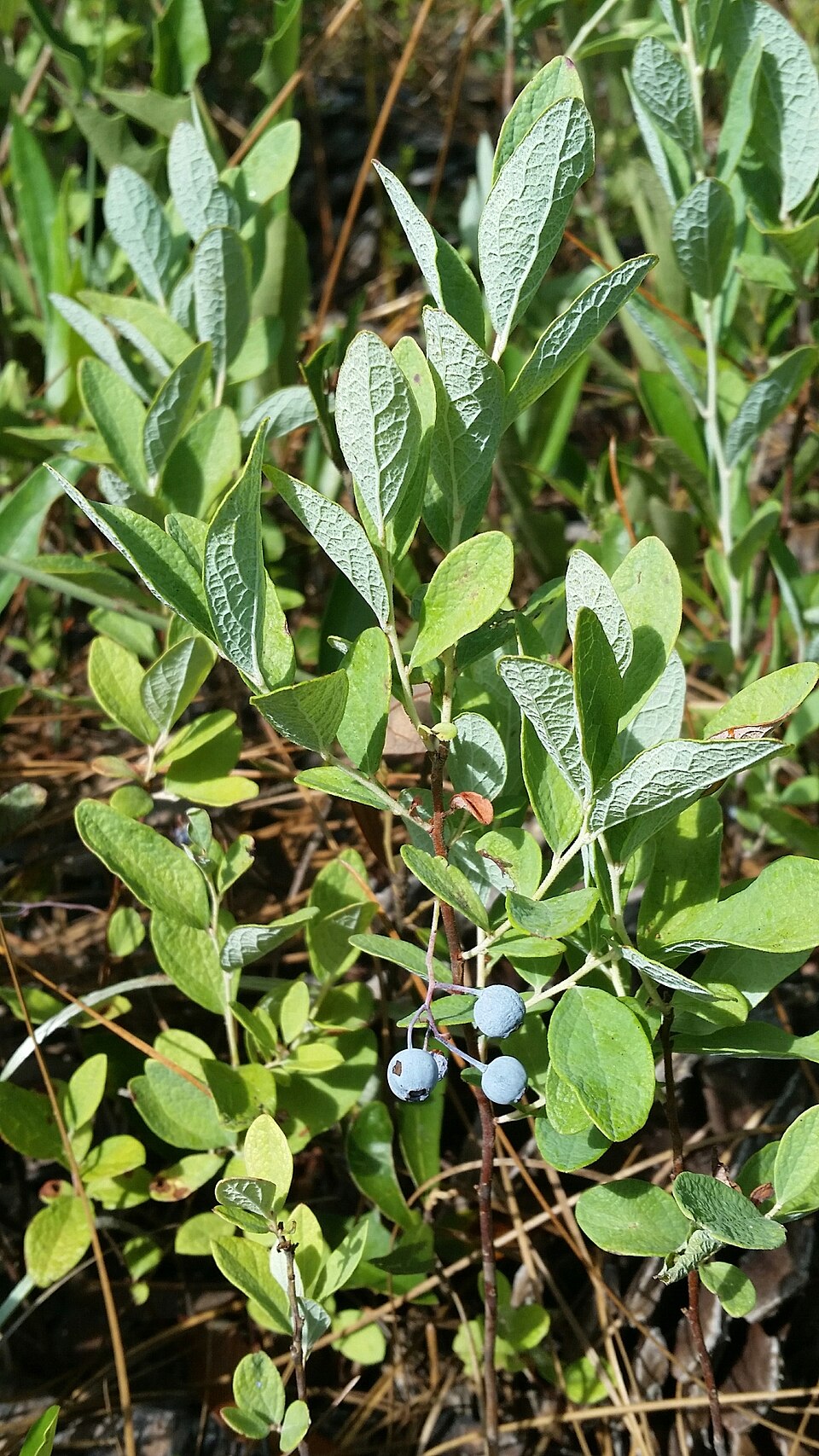 Gaylussacia nana — fruit photograph