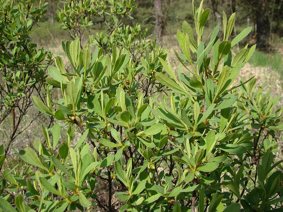 Myrica gale — foliage photograph