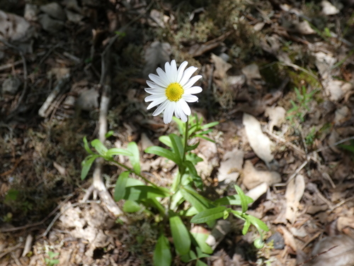 Astranthium integrifolium — flower photograph