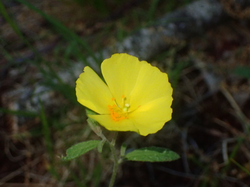 Crocanthemum canadense — flower photograph