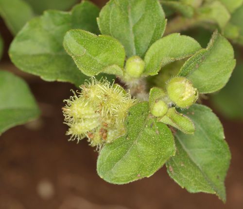 Acanthospermum australe — fruit photograph
