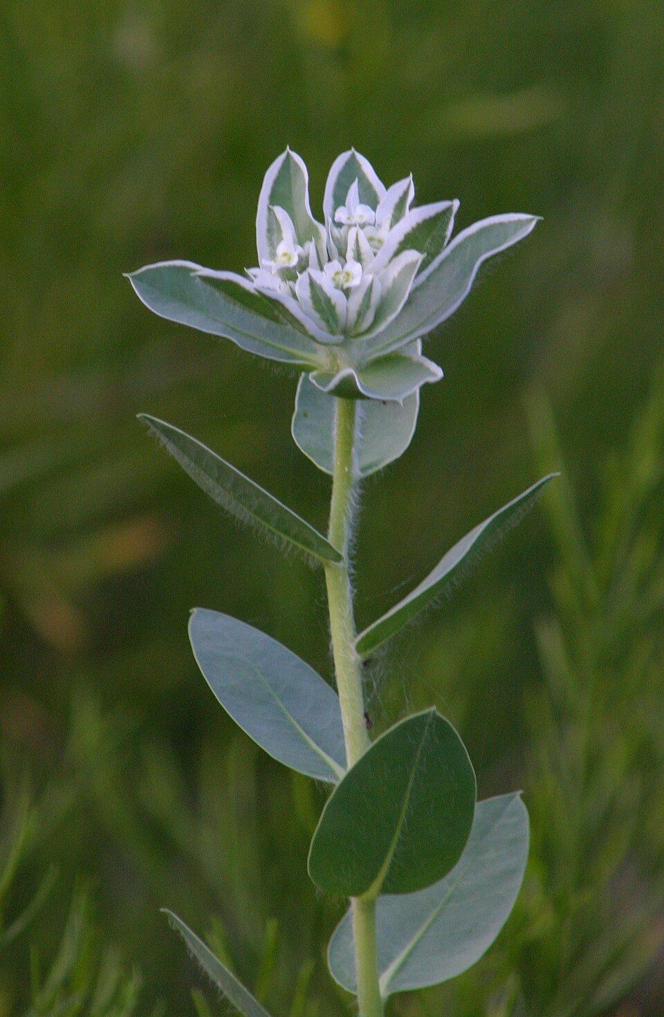 Euphorbia marginata — whole photograph