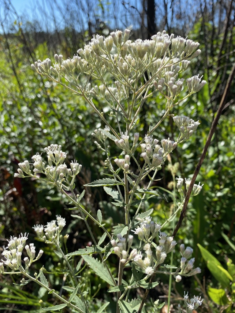 Eupatorium anomalum — bloom photograph