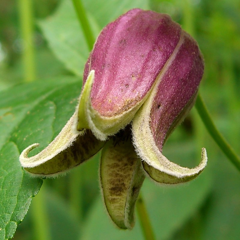 Clematis viorna — bloom photograph