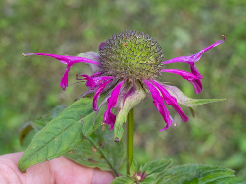 Monarda media — flower photograph