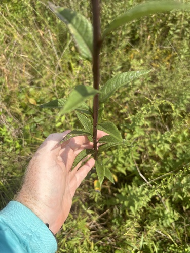 Helianthus giganteus — foliage photograph