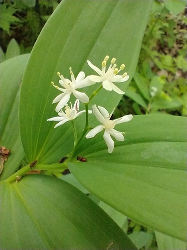 Maianthemum stellatum — flower photograph