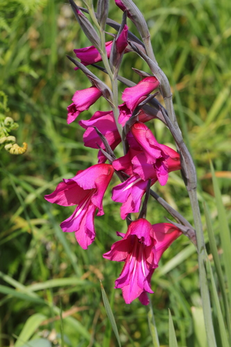 Gladiolus communis — flower photograph