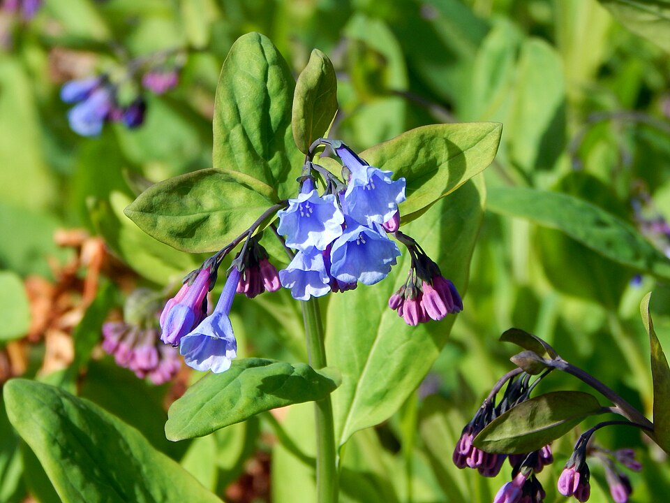 Mertensia virginica — bloom photograph