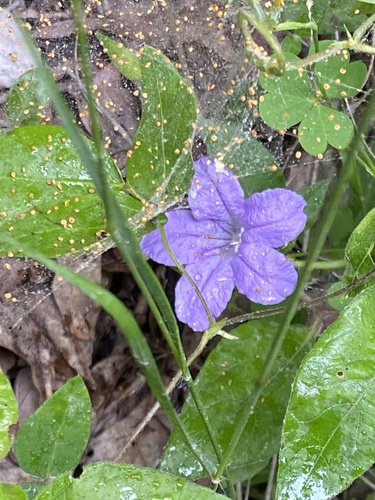 Ruellia pedunculata — flower photograph