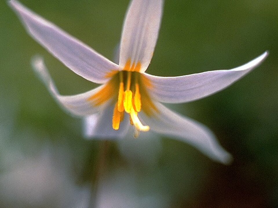 Erythronium albidum — flower photograph