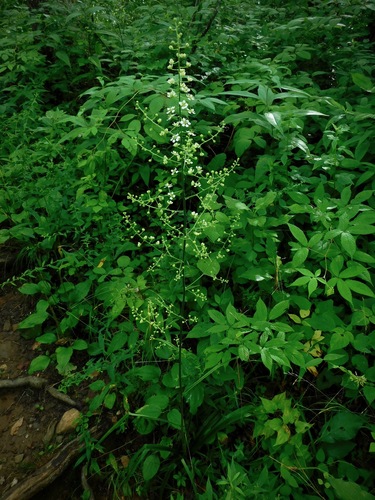 Melanthium hybridum — whole photograph