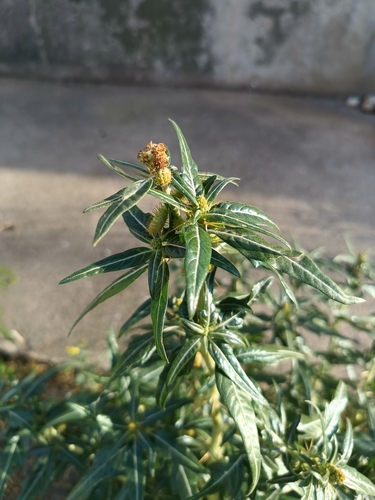 Xanthium spinosum — fruit photograph