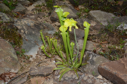 Sarracenia oreophila — whole photograph