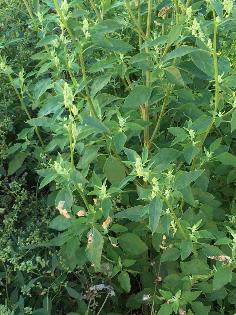 Chenopodium album — whole photograph