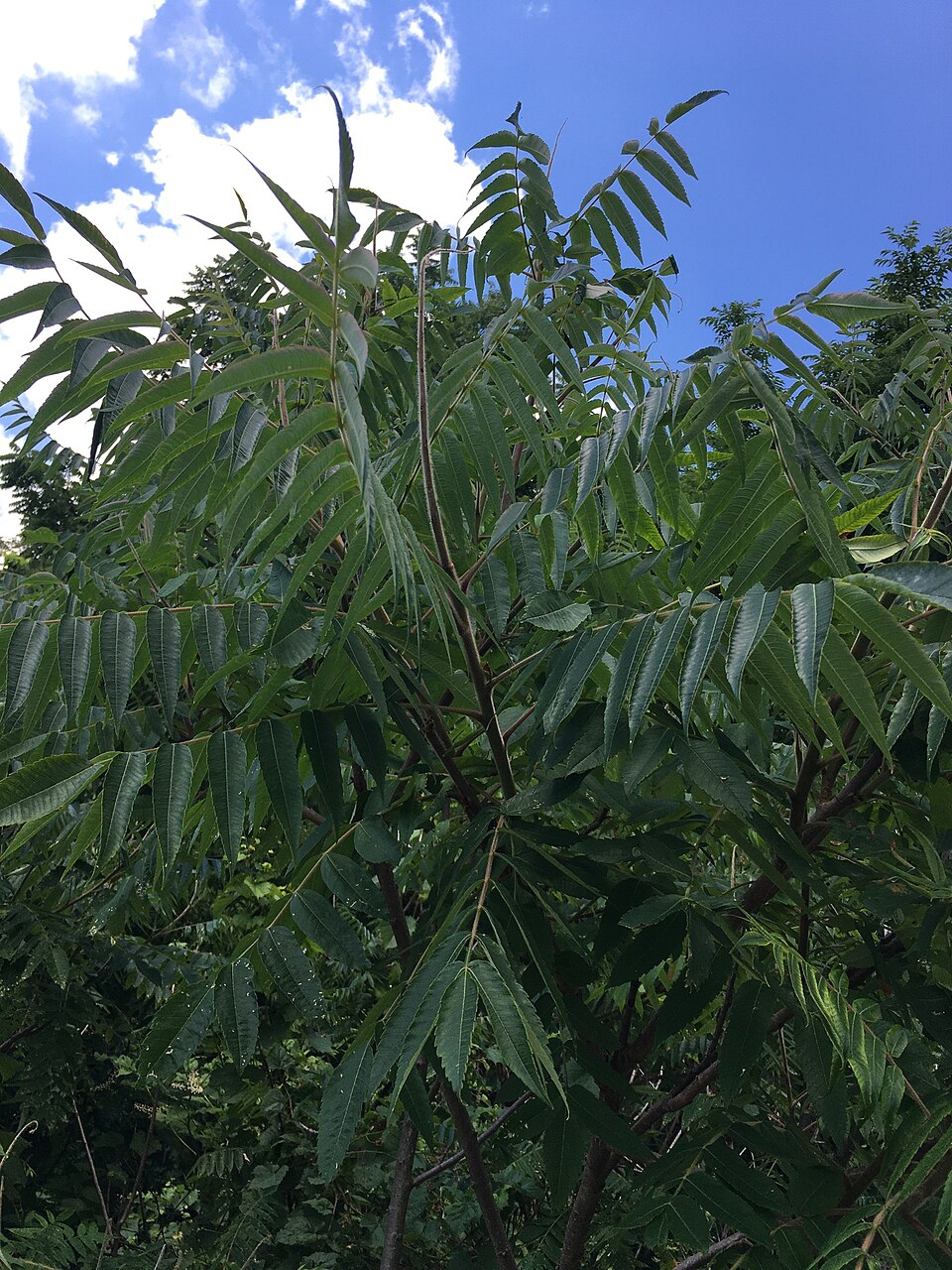 Rhus typhina — foliage photograph