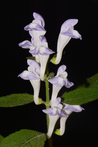 Scutellaria montana — flower photograph