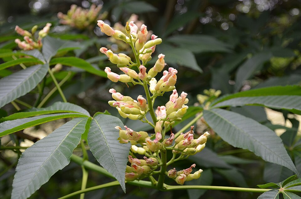 Aesculus flava — bloom photograph