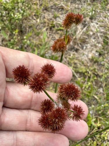 Juncus megacephalus — flower photograph