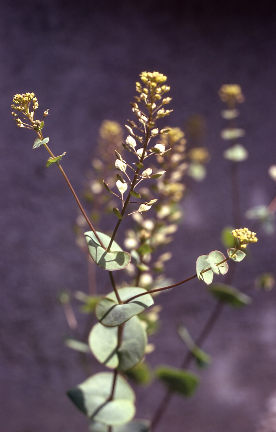 Lepidium perfoliatum — flower photograph