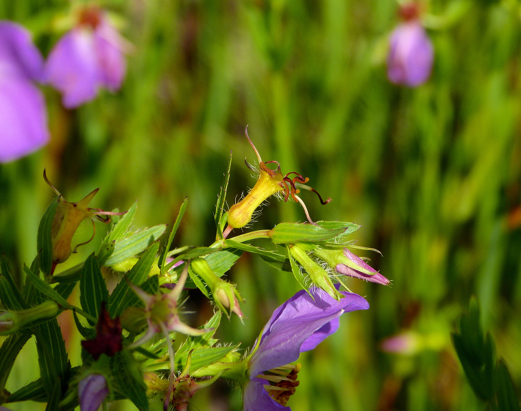 Rhexia aristosa — bloom photograph