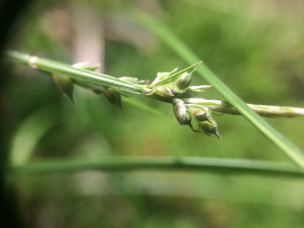 Carex communis — fruit photograph