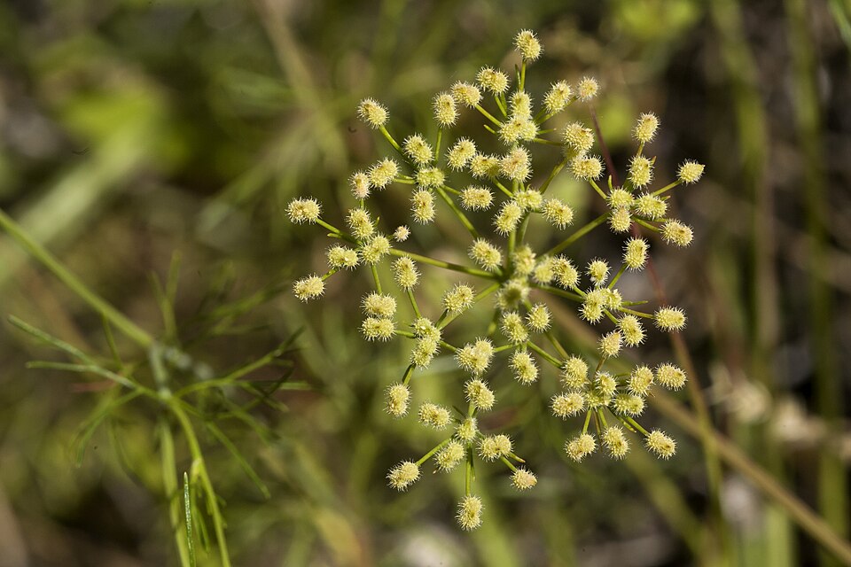Spermolepis echinata — fruit photograph