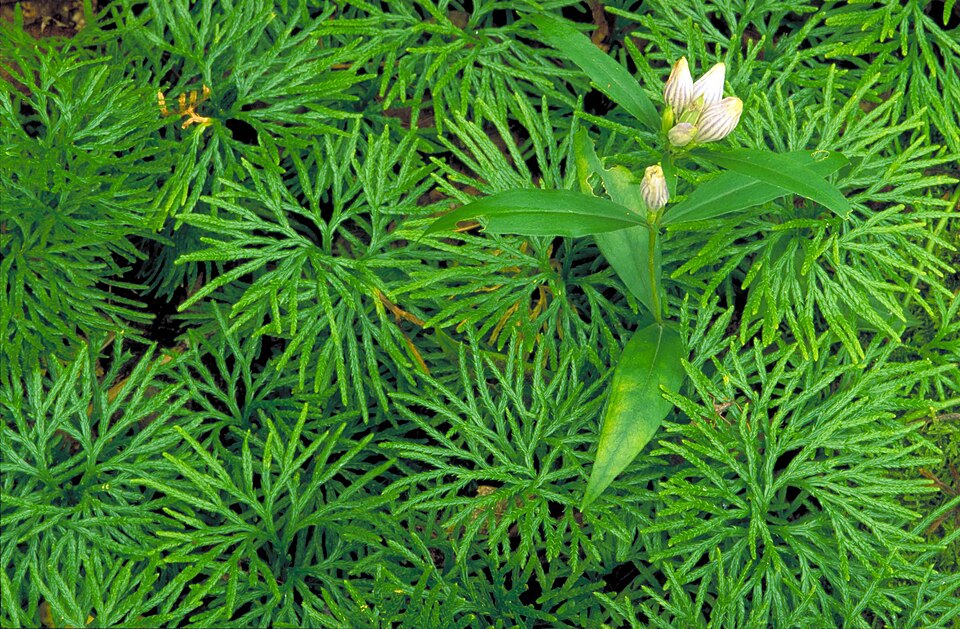 Gentiana decora — bloom photograph