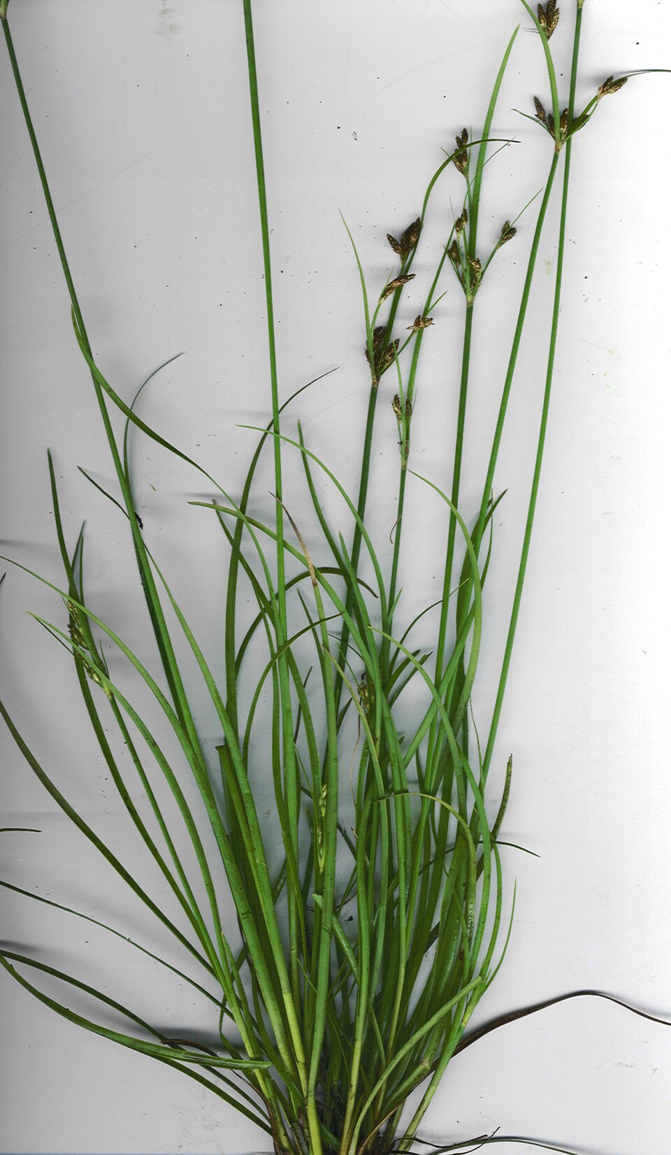 Fimbristylis dichotoma — whole photograph
