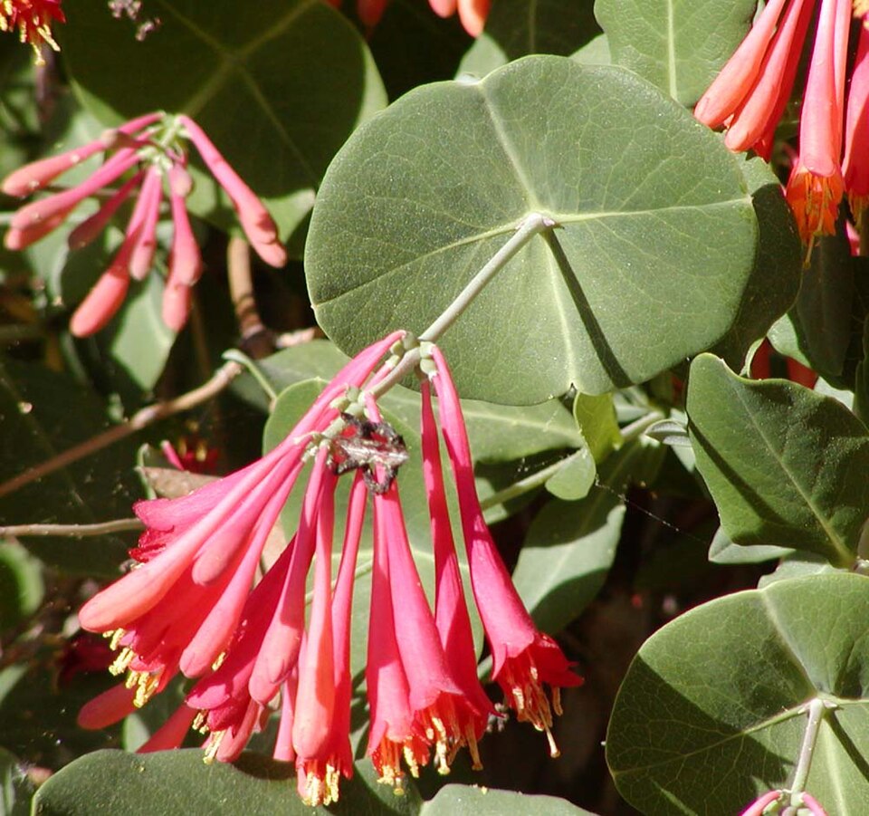 Coral Honeysuckle