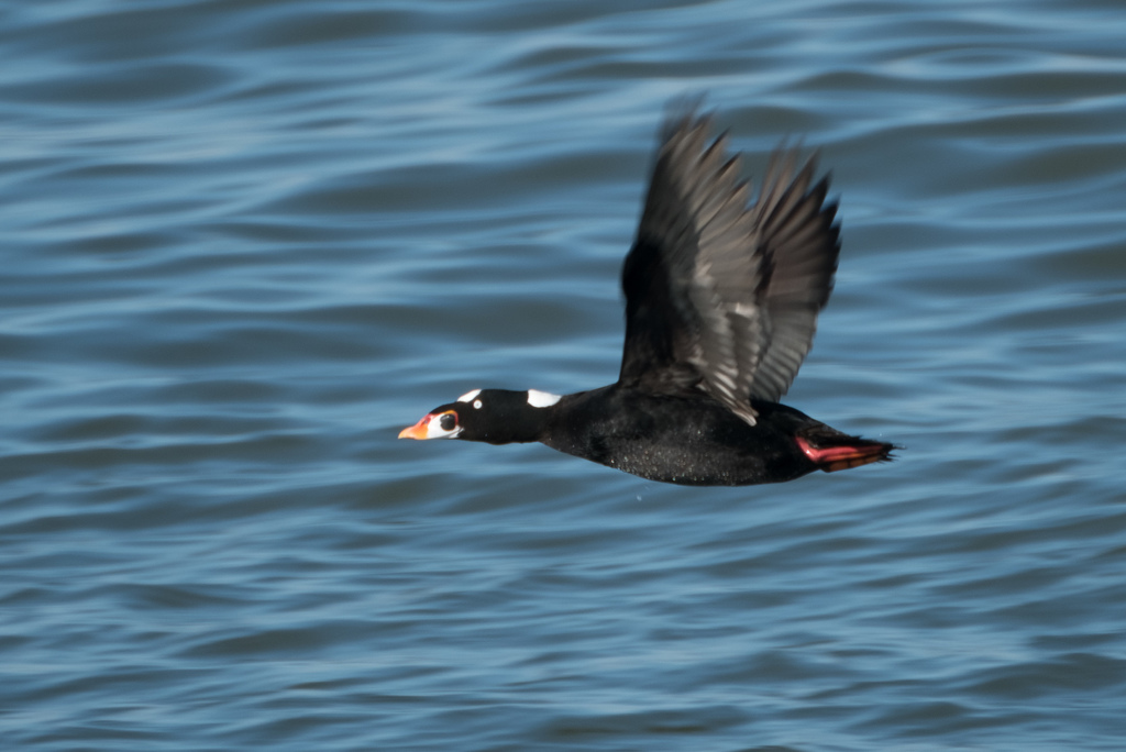Male Surf Scoter, whole bird