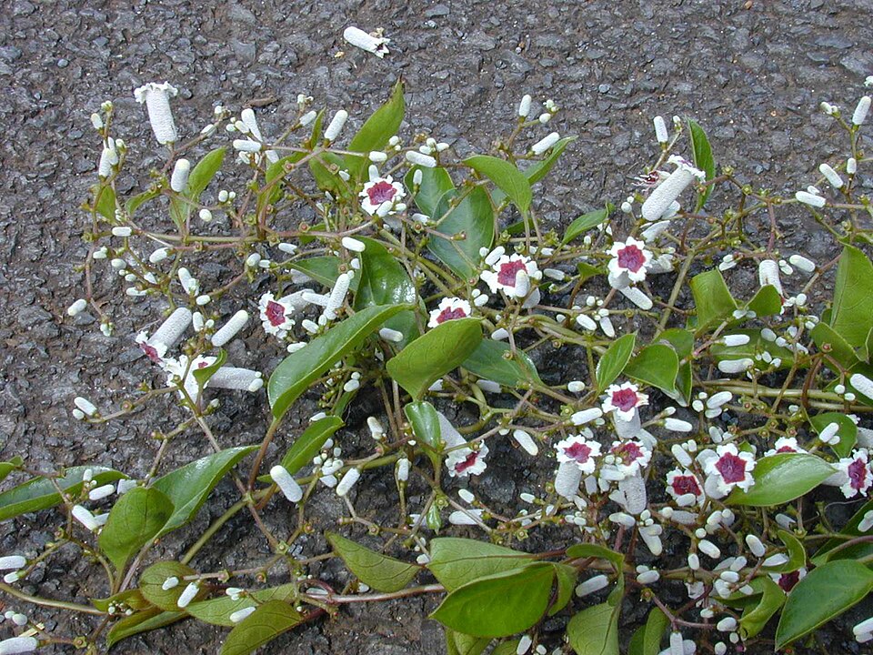 Paederia foetida — bloom photograph