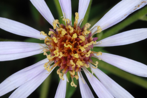 Eurybia macrophylla photograph