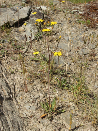 Pilosella piloselloides — whole plant photograph
