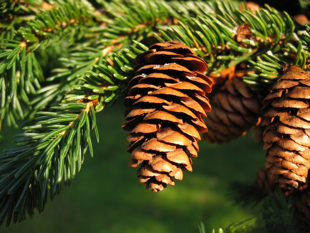 Picea rubens — cone photograph