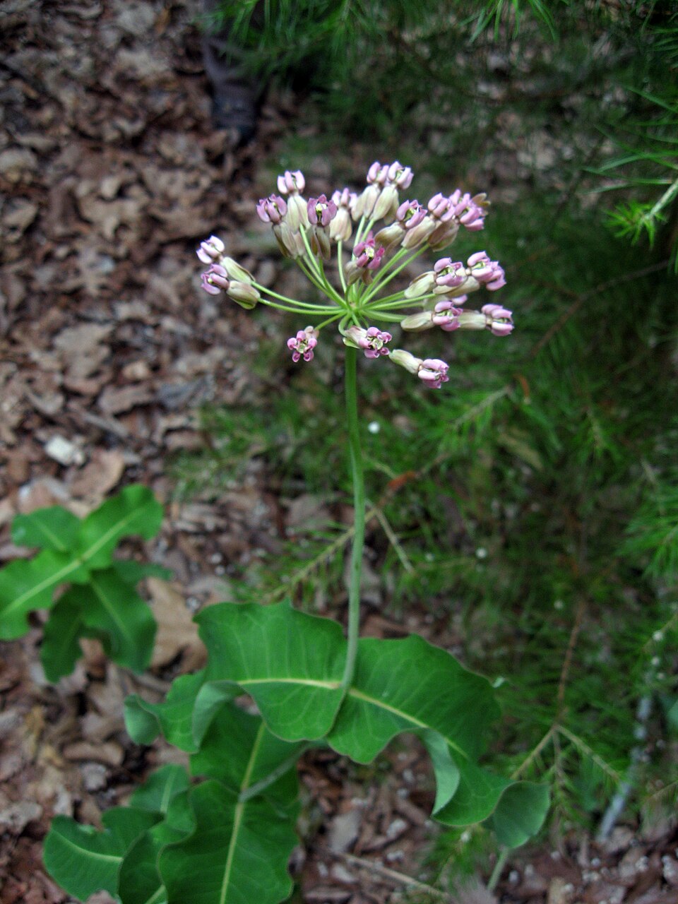 Asclepias amplexicaulis — bloom photograph