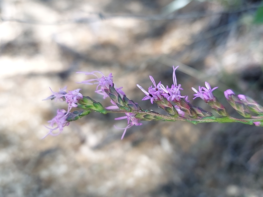 Liatris virgata — bloom photograph