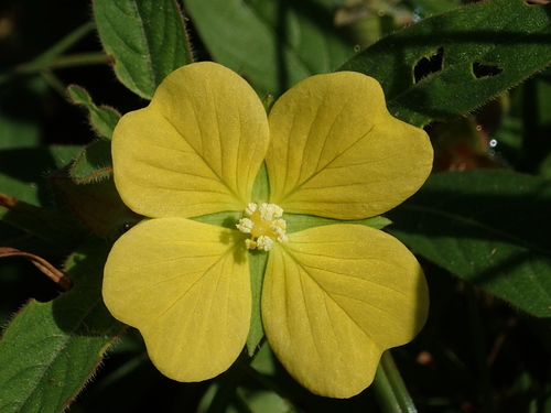 Ludwigia octovalvis — flower photograph
