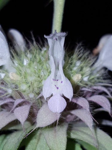 Monarda citriodora — flower photograph