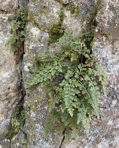 Asplenium montanum — foliage photograph