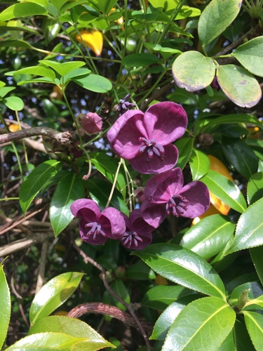 Akebia quinata — flower photograph