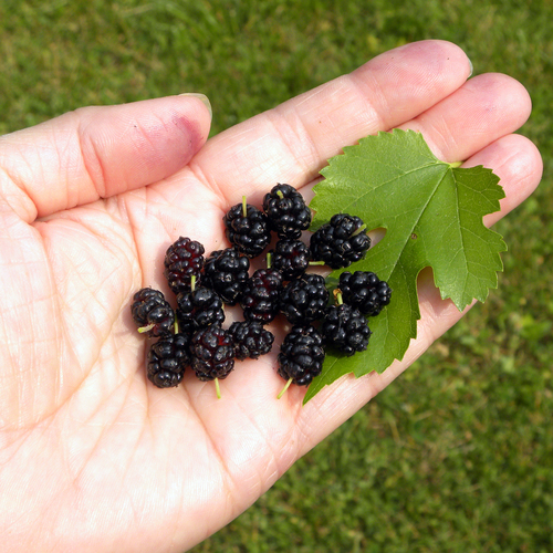 Morus alba — fruit photograph